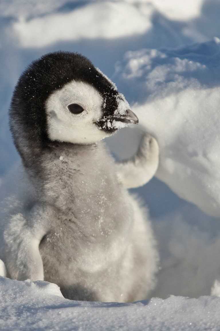 مشاهدة فيلم Snow Chick A Penguin’s Tale 2015 مترجم